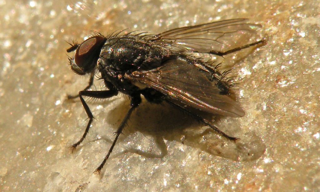 Vecchia mosca